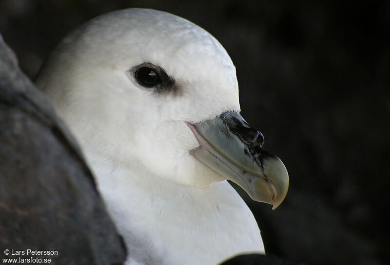 Northern Fulmar