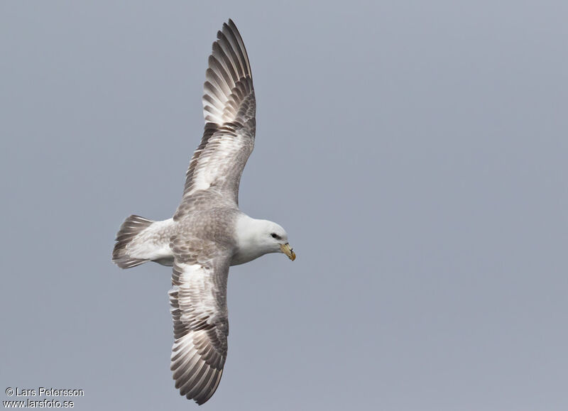 Fulmar boréal