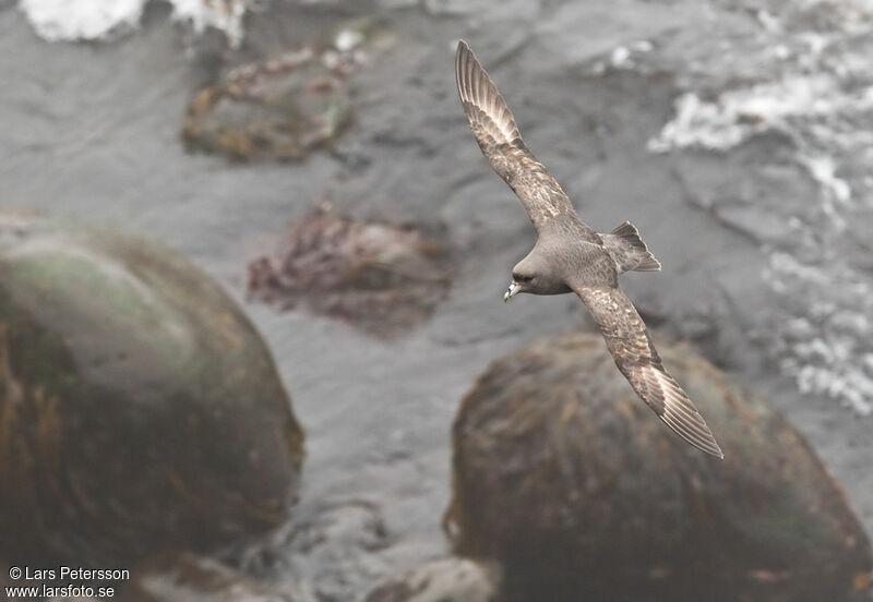 Fulmar boréal