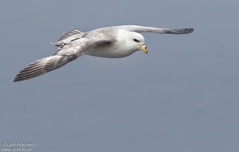 Fulmar boréal