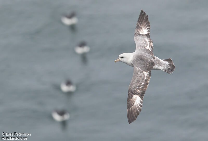 Fulmar boréal