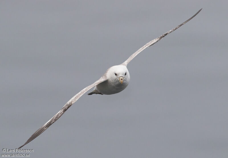 Fulmar boréal