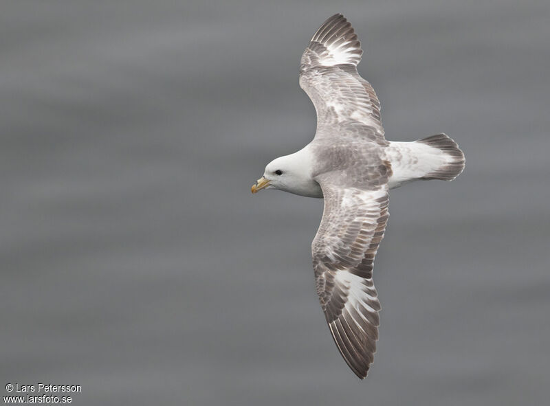 Northern Fulmar