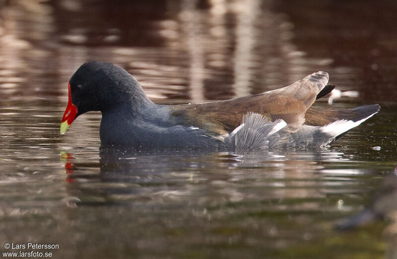 Gallinule d'Amérique