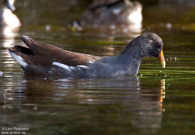 Common Gallinule