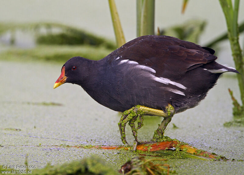 Gallinule poule-d'eau