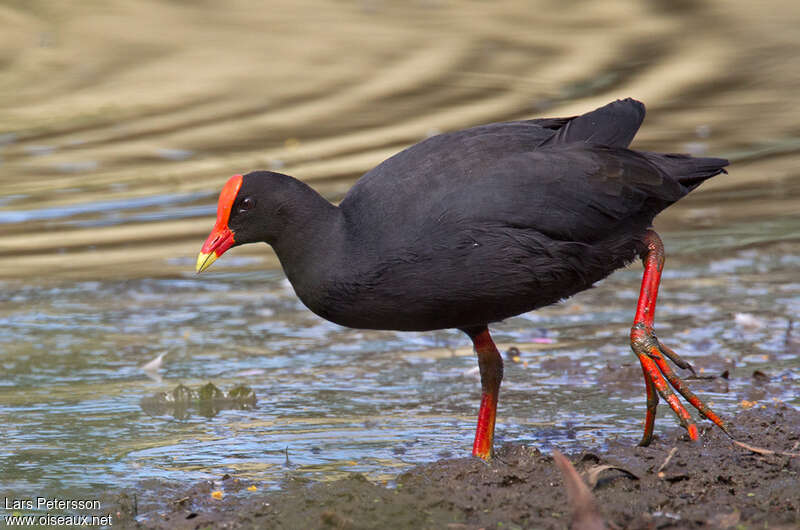 Gallinule sombreadulte, Comportement