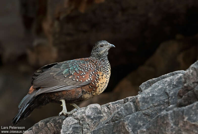 Painted Spurfowl male adult, identification