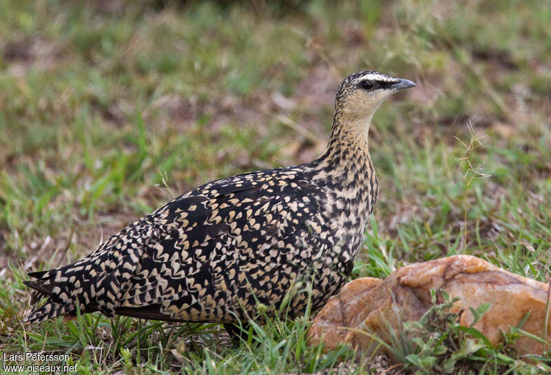 Yellow-throated Sandgrouse female adult, identification