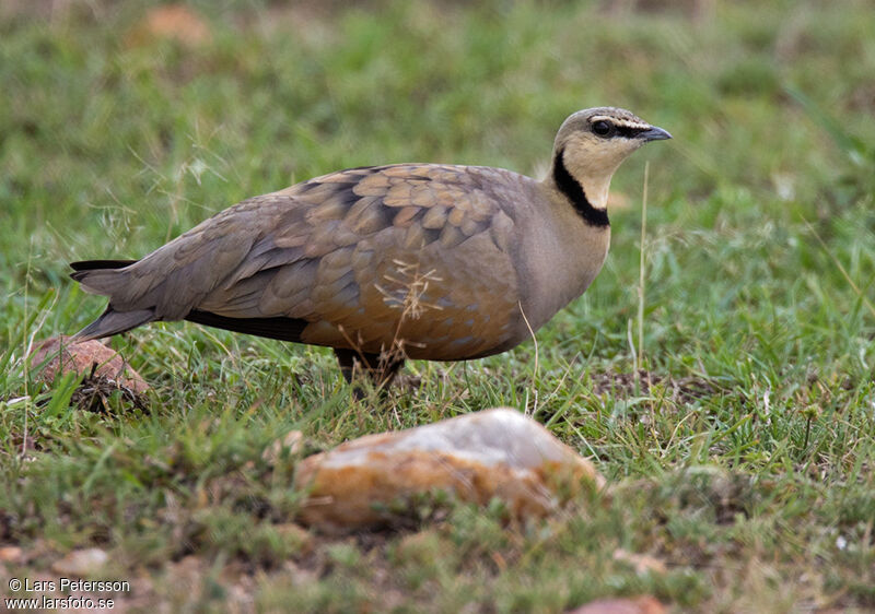 Yellow-throated Sandgrouse