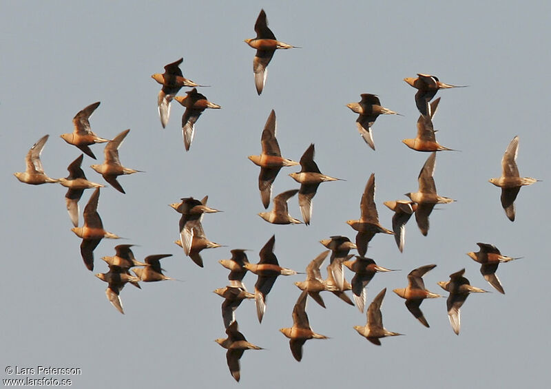 Chestnut-bellied Sandgrouse