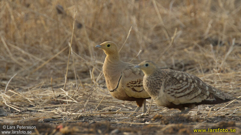 Chestnut-bellied Sandgrouse