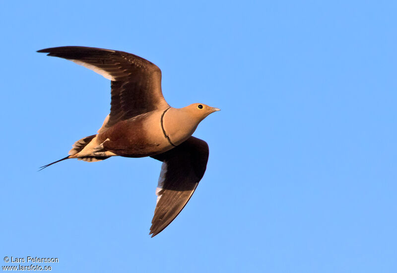 Chestnut-bellied Sandgrouse