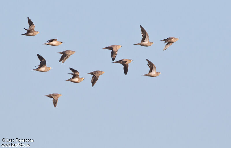 Crowned Sandgrouse