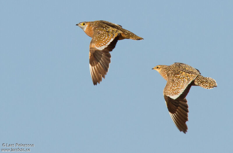 Burchell's Sandgrouse