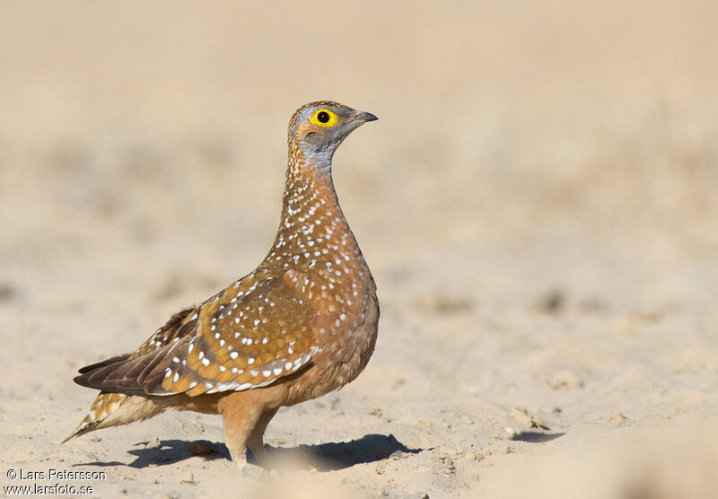 Burchell's Sandgrouse