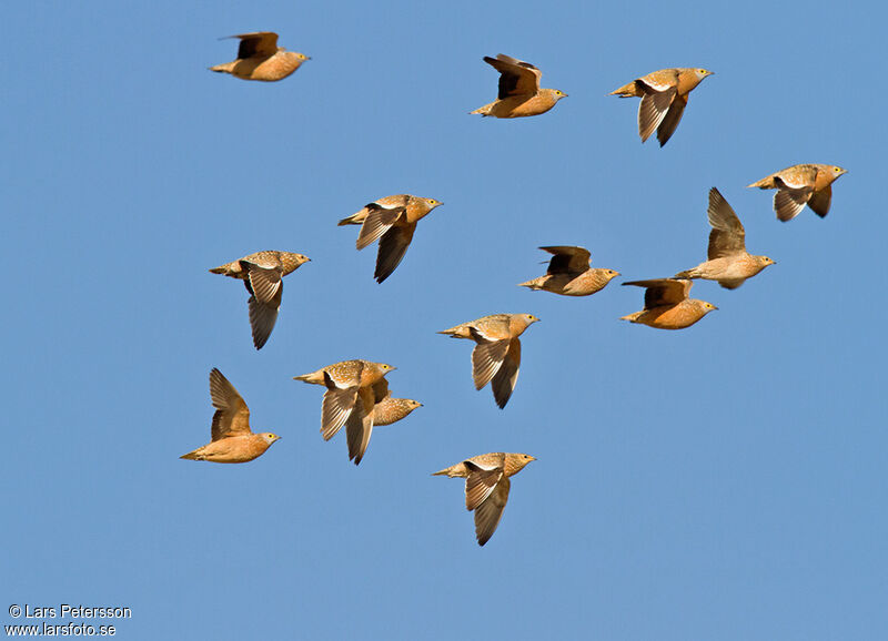 Burchell's Sandgrouse