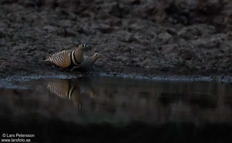 Painted Sandgrouse