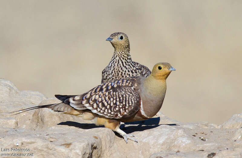 Namaqua Sandgrouseadult, Behaviour