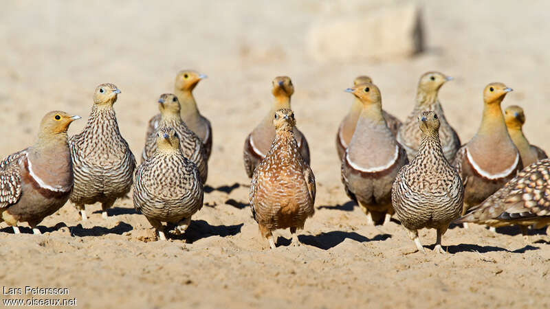 Namaqua Sandgrouse, Behaviour