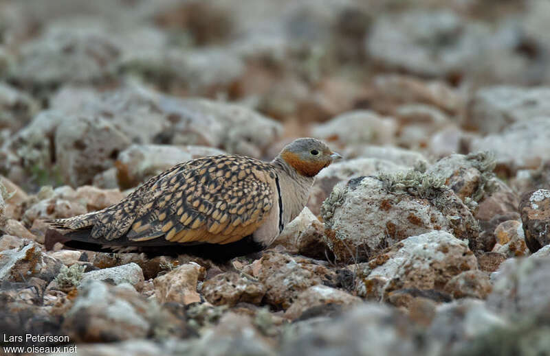 Black-bellied Sandgrouse male adult, habitat