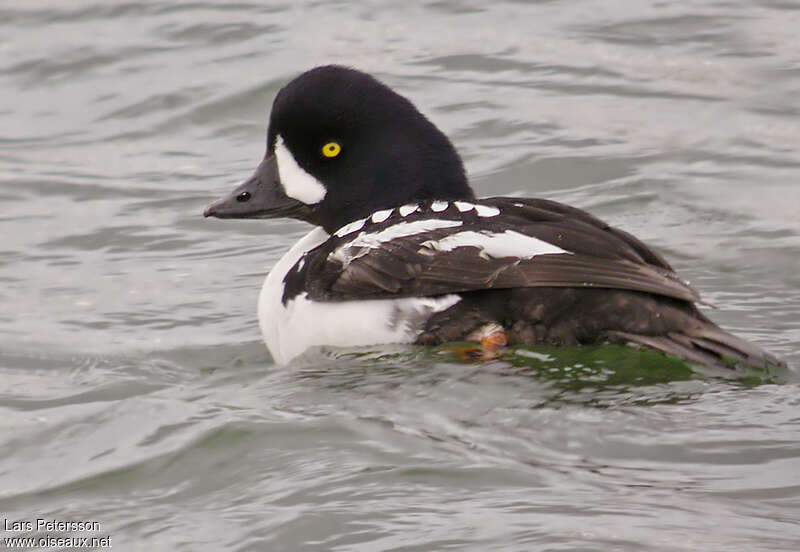 Garrot d'Islande mâle adulte, portrait