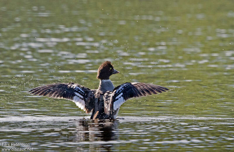 Barrow's Goldeneye female adult, aspect, pigmentation