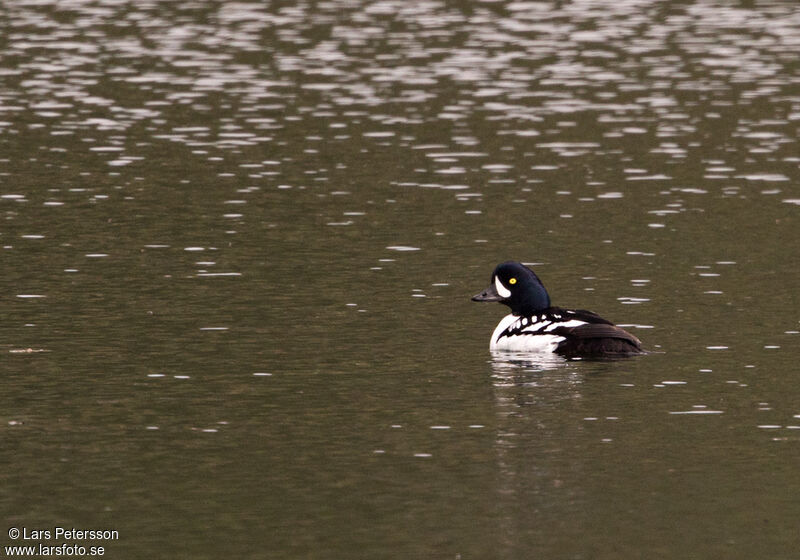 Barrow's Goldeneye