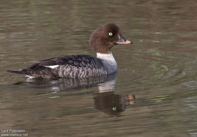 Garrot d'Islande femelle adulte, identification