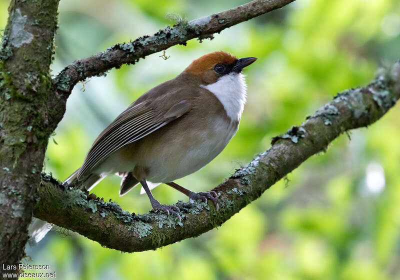 Garrulaxe à calotte rousse