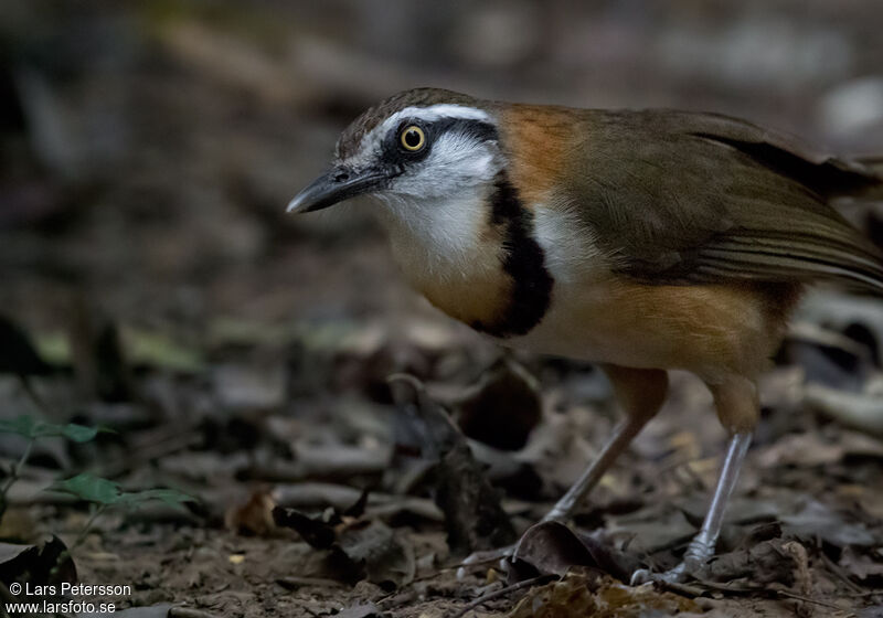 Lesser Necklaced Laughingthrush