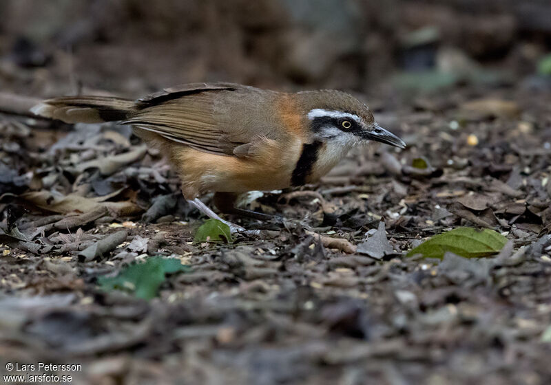 Lesser Necklaced Laughingthrush