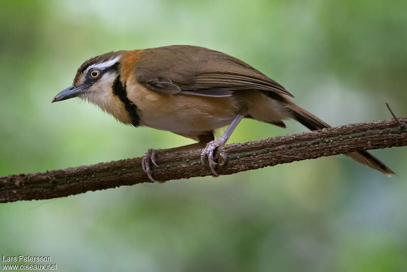 Garrulaxe à collieradulte, portrait