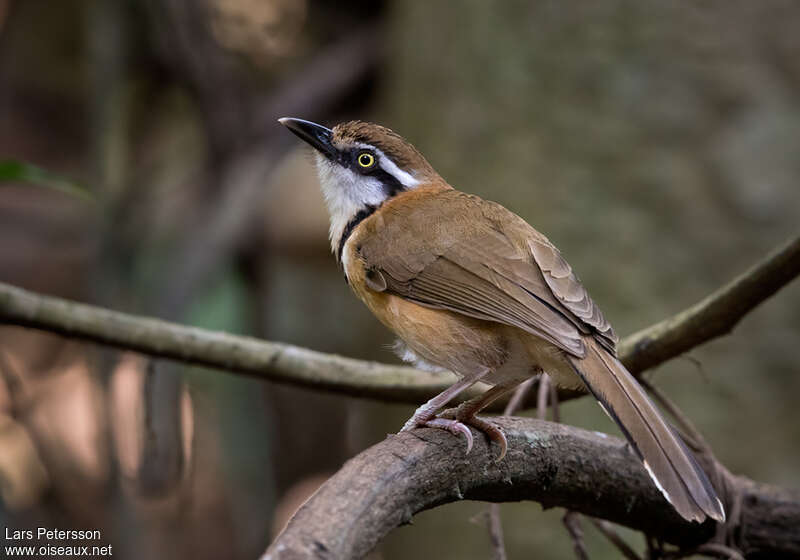 Garrulaxe à collieradulte, identification