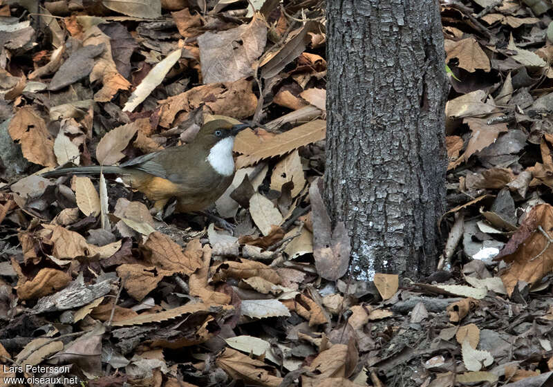 White-throated Laughingthrushadult, habitat