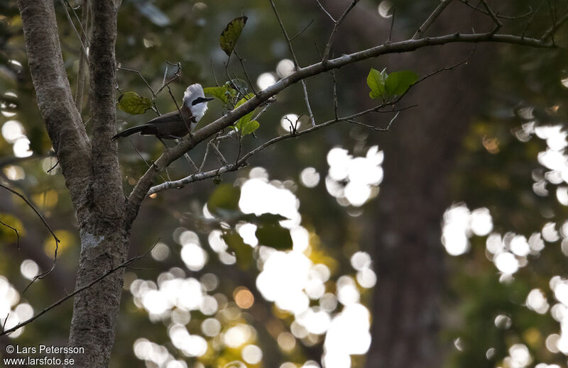 White-crested Laughingthrush