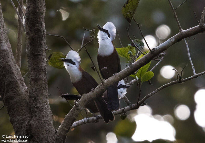 White-crested Laughingthrush