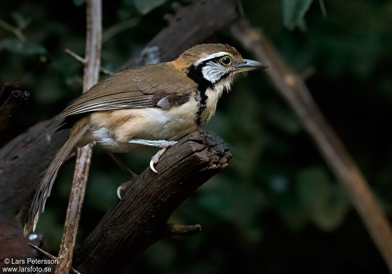 Greater Necklaced Laughingthrush