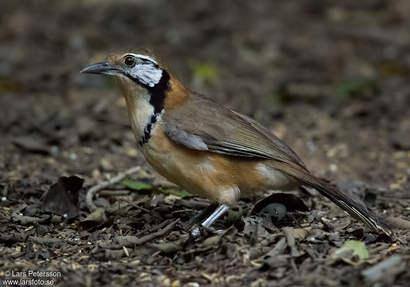 Greater Necklaced Laughingthrush