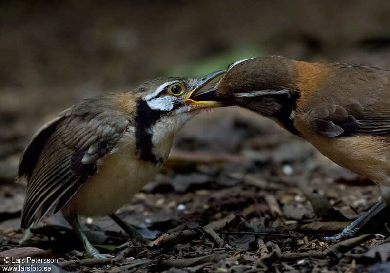 Greater Necklaced Laughingthrush