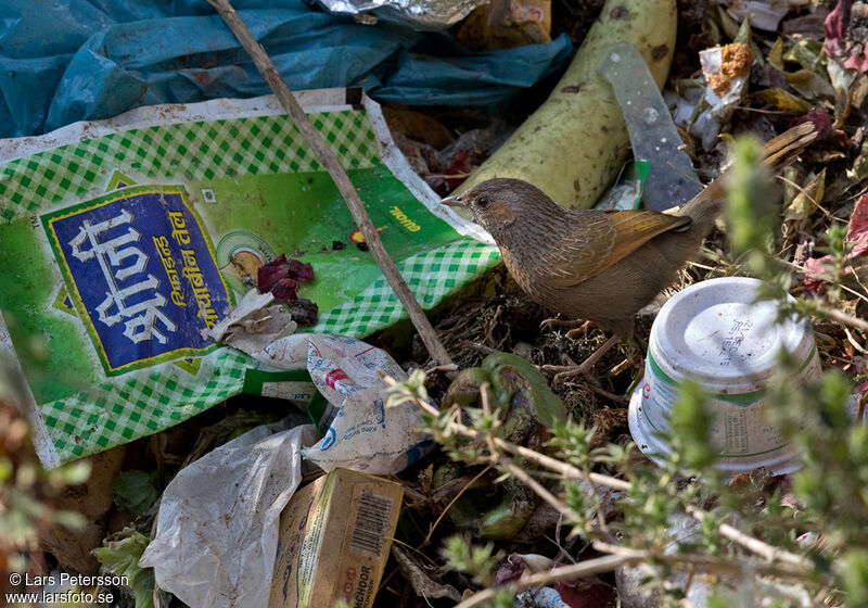 Streaked Laughingthrush