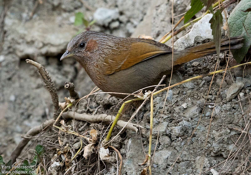 Garrulaxe barréadulte, identification