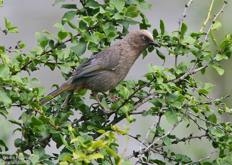 Elliot's Laughingthrush