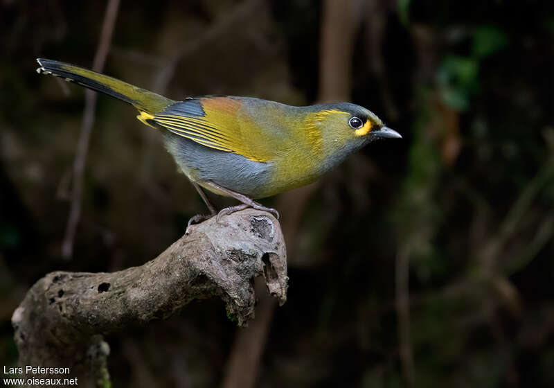 Garrulaxe de Steereadulte, identification