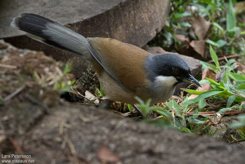 Garrulaxe de Vassaladulte, identification