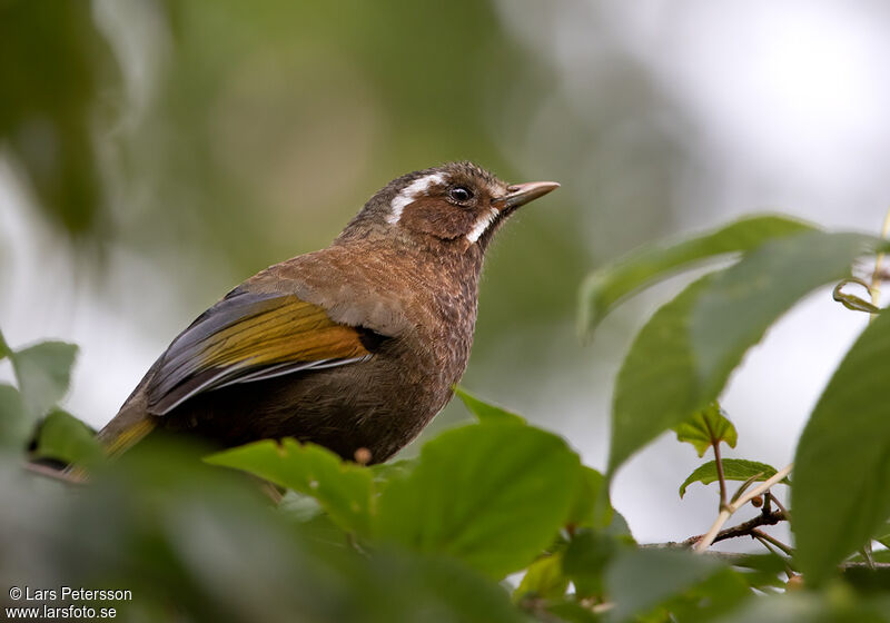 White-whiskered Laughingthrush