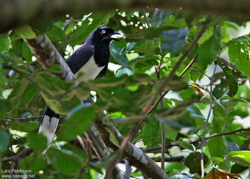 Geai à poitrine noireadulte