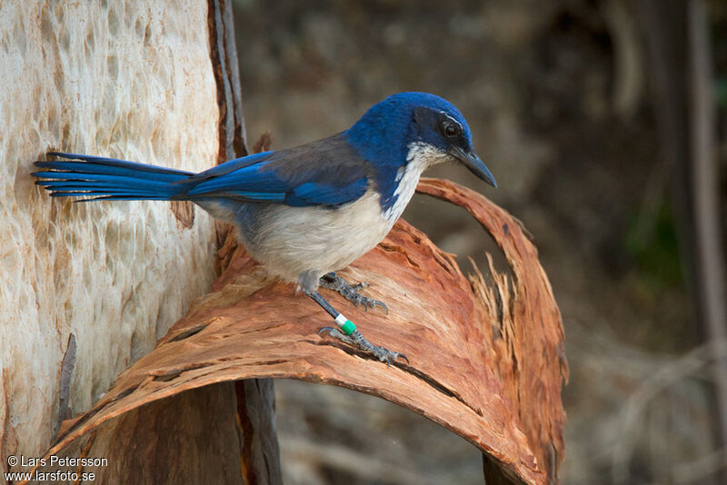 California Scrub Jay