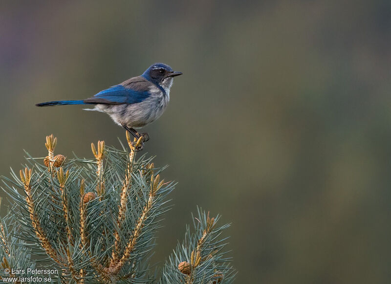 California Scrub Jay