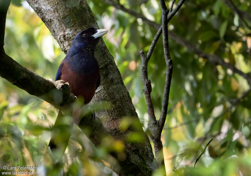 Lidth's Jay